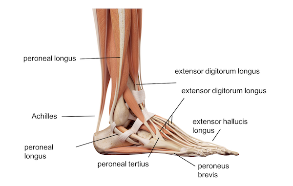 Ankle Foot Anatomy